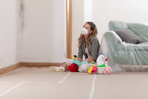 Reliable Mold Cleanup contractor in Stevensville, MI by Cheap Mold Removal