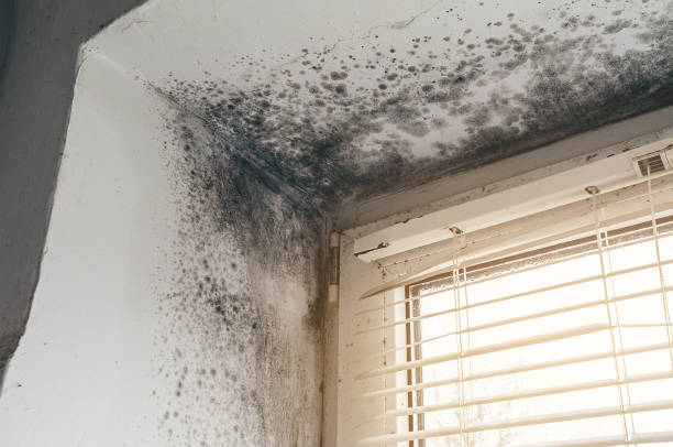 Affordable Mold Cleanup solutions in Stevensville, MI