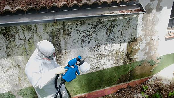 Top rated local Mold Cleanup specialists in Stevensville, MI